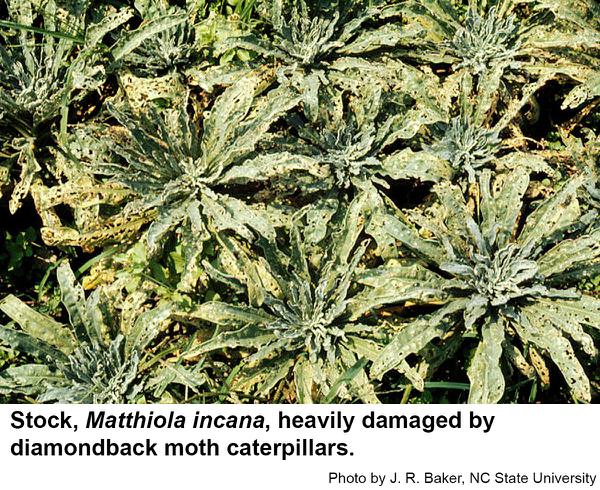 Diamondback moth caterpillars may cause extensive damage.